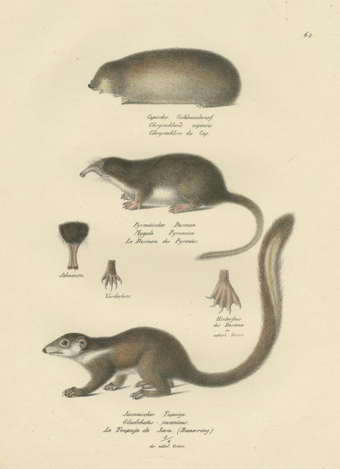 Antique Print of a Golden Mole, Shrew and Tree Shrew, view 3