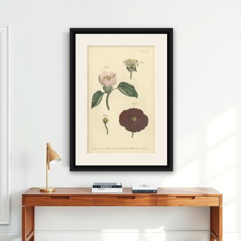 Antique Botanical Engraving of Apple Blossom and Mallow - 1803 Floral Print, shown framed on a wall