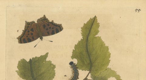 Butterfly, Caterpillar & Chrysalis on Leaves, Albin Hand-Colored Engraving 1720, close-up 1