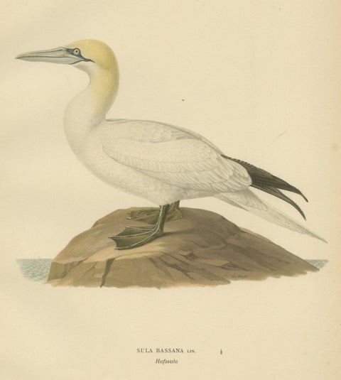 Lithograph of The Regal Perch: The Northern Gannet (Sula bassana), 1927, close-up 3