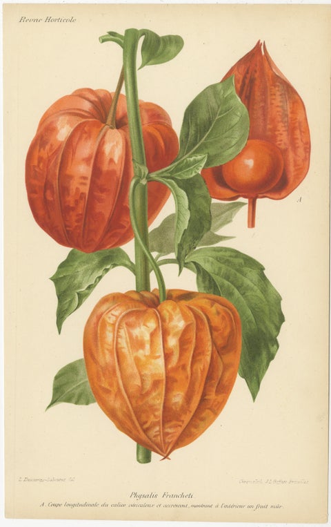 Original Vintage Botanical Illustrations from Revue Horticole, circa 1855, view 3
