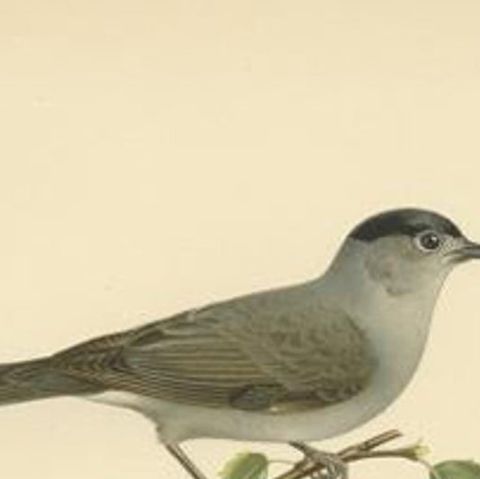 Antique Bird Print of the Eurasian Blackcap by Von Wright, 1927, close-up 1