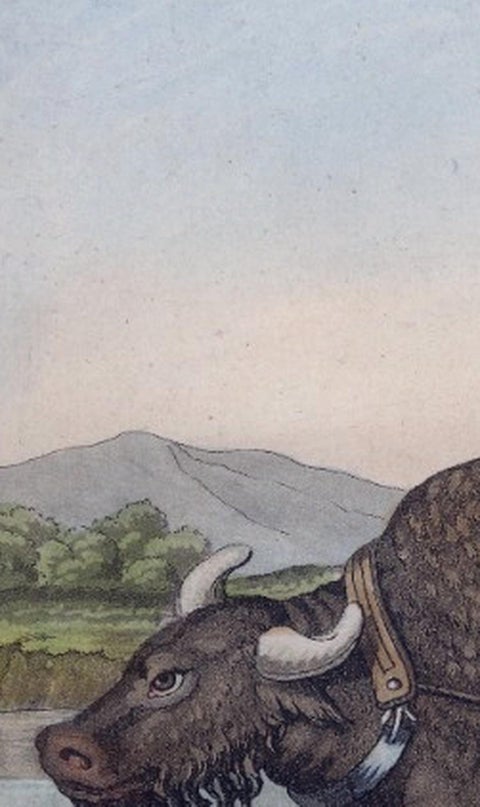 Chinese Farmer with Water Buffalo, Agricultural Scene, Ferrario Print of 1815, view 7
