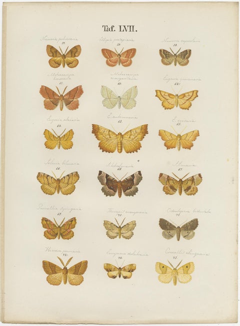 Set of 4 Antique Prints of Various Butterflies and Moths by Ramann, circa 1870, view 2