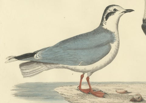 Original Handcolored Engraving of The Little Gull by Selby, 1826, close-up 3