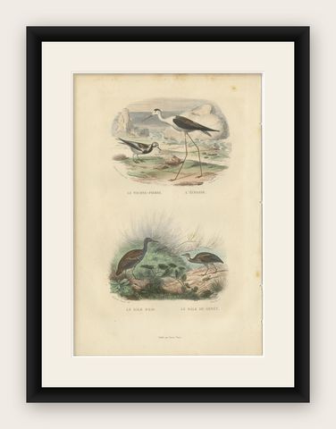 Antique Bird Print of the Turnstone, Stilt, Water Rail and Land Rail by Buffon, shown framed