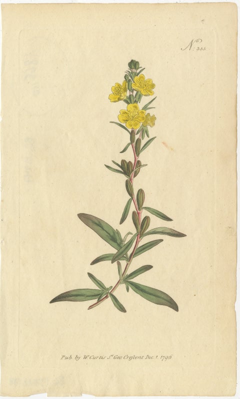 Botanical Engraving of Yellow Loosestrife (Lysimachia) - Rare 1796 Floral Print, view 2