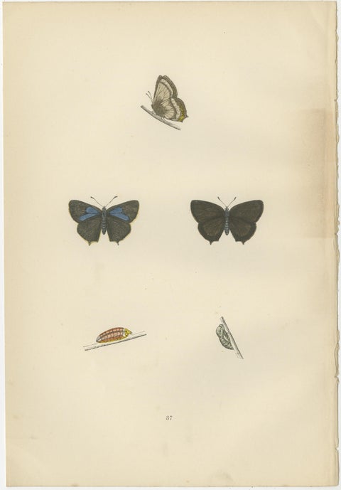 Triptych of Lepidoptera Elegance: Hand-Coloured Butterflies Published in 1890, view 2