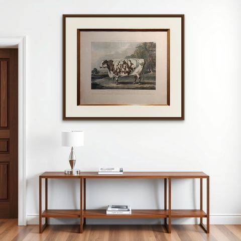 Antique Print of the Everingham Short Horned Prize Cow, 1843, shown framed on a wall