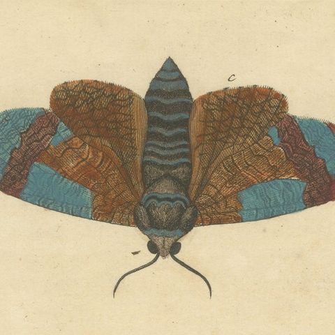 Moth Metamorphosis Dedicated to Earl of Cardigan, 1724, close-up 5