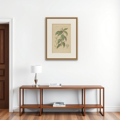 Antique Botany Print of a Caperonia Species, 'circa 1730', shown framed on a wall