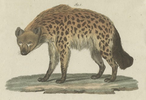Original Hand-Colored Antique Print of a Fox and Hyena species, close-up 3