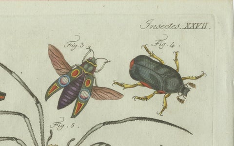 Original Antique Print of Exotic Insects, Spider and Butterfly by Bertuch, 1800, close-up 5