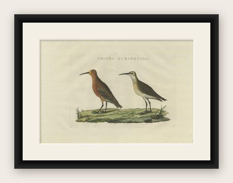 Antique Bird Print of the Curlew Sandpiper by Sepp & Nozeman, 1829, shown framed