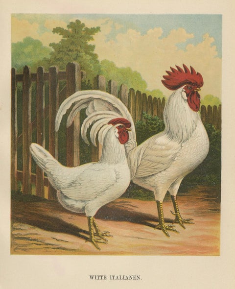 The Elegant White Italian Chicken - A Rare 19th Century Poultry Lithograph, close-up 5