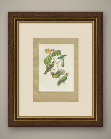 Parrotlets and Small Parrots, Brazilian Bird Print, Descourtilz, 1944, shown framed