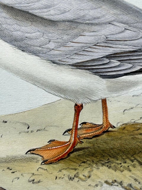 Little Tern, Antique Bird Print by John Gould, Europe Series c.1832, view 4