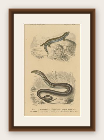 Lizard Print of Ocellated Skink and European Glass Lizard, c.1850, Orbigny, shown framed