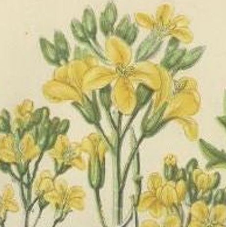 Antique Botany Print of Common Wild Navew, c.1860, close-up 1