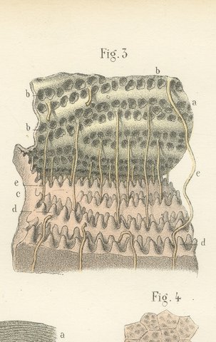 The Skin, Nail and Hair Follicle, Antique Hirschfeld Anatomy Print, 1866, view 4