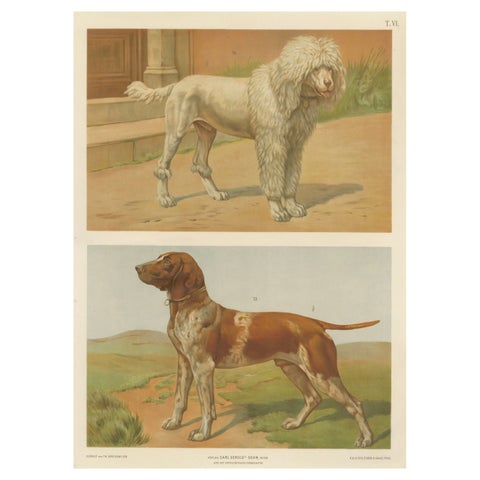 Poodle and Hound, Large Antique Dog Poster by Briedwiser, c.1880