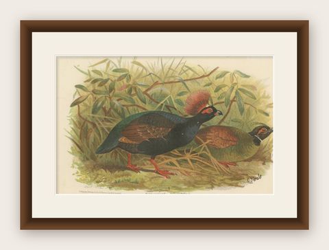 Antique Bird Print of the Red-Crested Wood-Quail by Hume & Marshall, 1879, shown framed