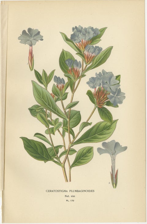 1897 Original Antique Botanical Prints, Sea-Pink, Ceratostigma, and Primrose, view 3
