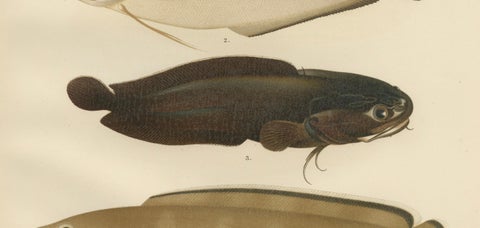 Hake, Blue Ling, Tadpole Fish, and Torsk - Fascinating Fish Lithograph, 1895, close-up 2