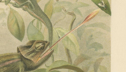 Chameleons in Tropical Foliage, Antique Reptile Natural History Print, 1895, close-up 2