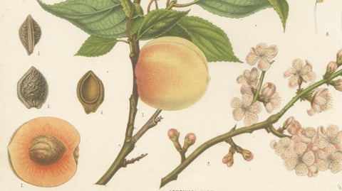 Antique Botanical Lithograph, Armenian Apricot, de Vriese, 1856, close-up 3