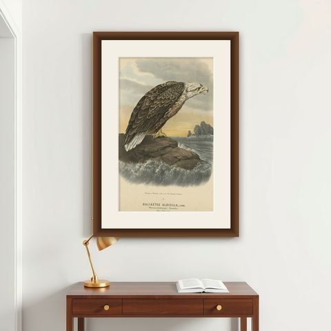 Bird Print of the White-Tailed or Grey or Eurasian Sea Eagle, 1894, shown framed on a wall