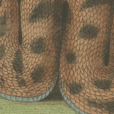 Antique Print of the Cerastes Cerastes Snake by Kearsley '1809', close-up 1
