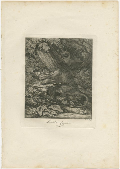 Set of 2 Antique Prints of a Lioness Hunting and Resting, view 2