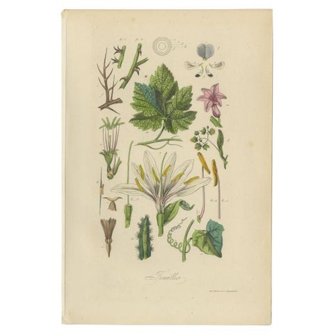 Decorative Antique Print of Various Leaves for a Gardener or Garden Lover, 1854, view 2