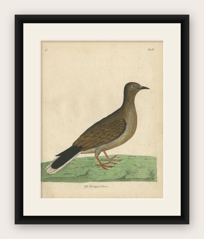 Antique Bird Print of a Portugal Dove, shown framed