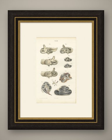 The Bony Labyrinth and Cochlea, Antique Hirschfeld Anatomy Print, 1866, shown framed