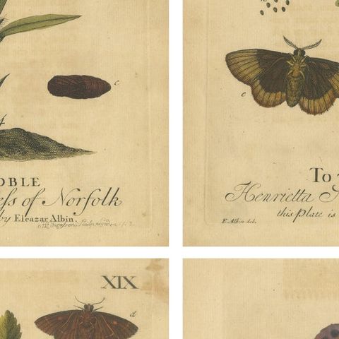 English Moths & Caterpillars, Common Rustic, Drab & Tiger Moths, Albin 1720, close-up 2
