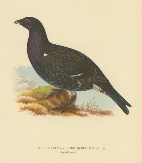 Antique Bird Print of a Hybrid Black Grouse by Von Wright, 1927, view 2