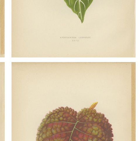Set of 6 Botany Prints - Gesnera Cinnabarina - Dracaena Perrea (1891), close-up 2