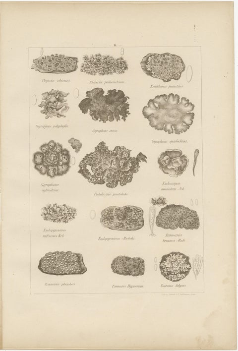 Antique Lichen Prints Set of 6, German Botanical Lithographs 1874, view 2