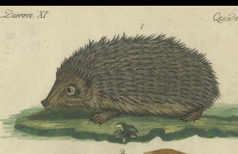 Hand Colored Antique Print of a Hedgehog, Guinea Pig and Two Mice, close-up 1