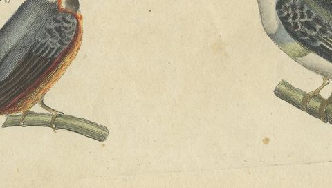 Four Kingfishers on Branches, Antique Bertuch Print, Vienna, circa 1818, close-up 2