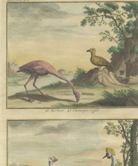 Old Engraving of a Black Grouse, Flamingo, Ostrich and Common or Crested Crane, close-up 2