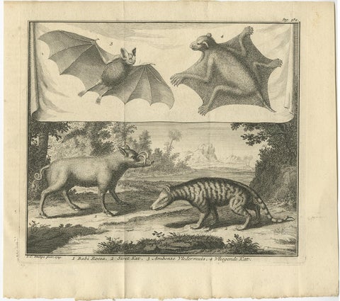Rare Old Copper Engraved Print of a Flying Cat, a Pig, a Bat and Civet Cat, 1729, view 2