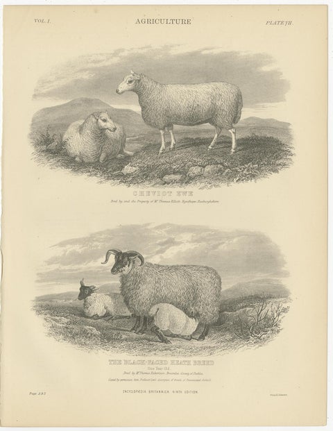 Set of 5 Antique Prints of Farm Animals Cow, Bull, Sheep, Pig, circa 1879, view 3