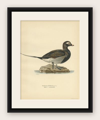 Antique Bird Print of a Male Long-Tailed Duck 'in summer' by Von Wright '1929', shown framed