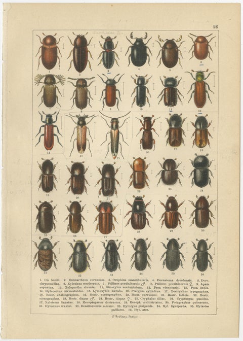 Antique Beetle Chromolithographs, European Coleoptera Plates, Calwer 1893, view 7