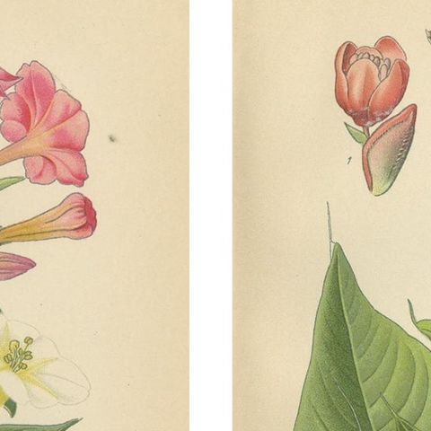 1897 Botanical Prints, Marvel of Peru and Eastern Knotweed, close-up 1