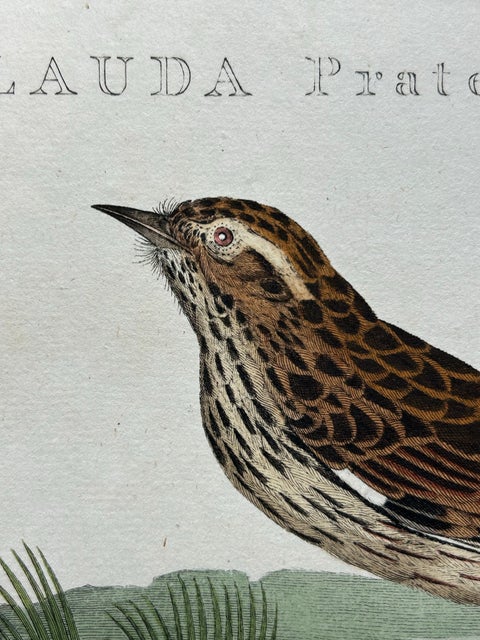Meadow Pipit Bird Print, Alauda Pratensis from Nederlandsche Vogelen, 1809, view 7