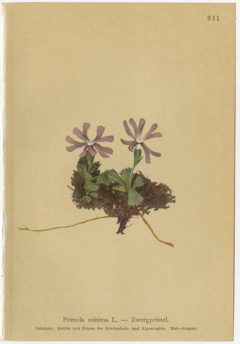 Alpine Botanical Prints Set of 6, Antique Chromolithographs, Primula Series 1897, view 4